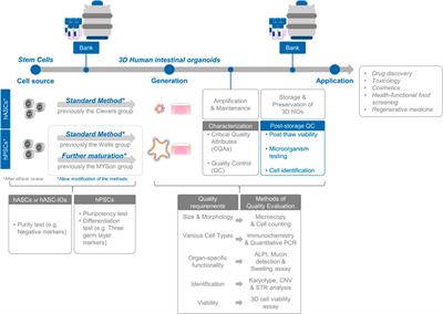 Standardization and quality assessment for human intestinal organoids